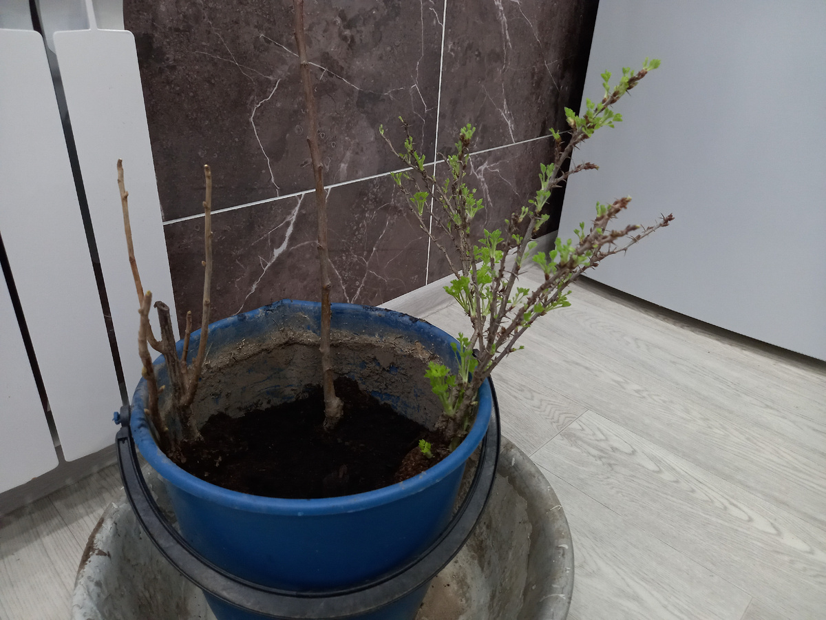 Вот они). Все трое сидят пока в одном ведре и ждут тепла)).