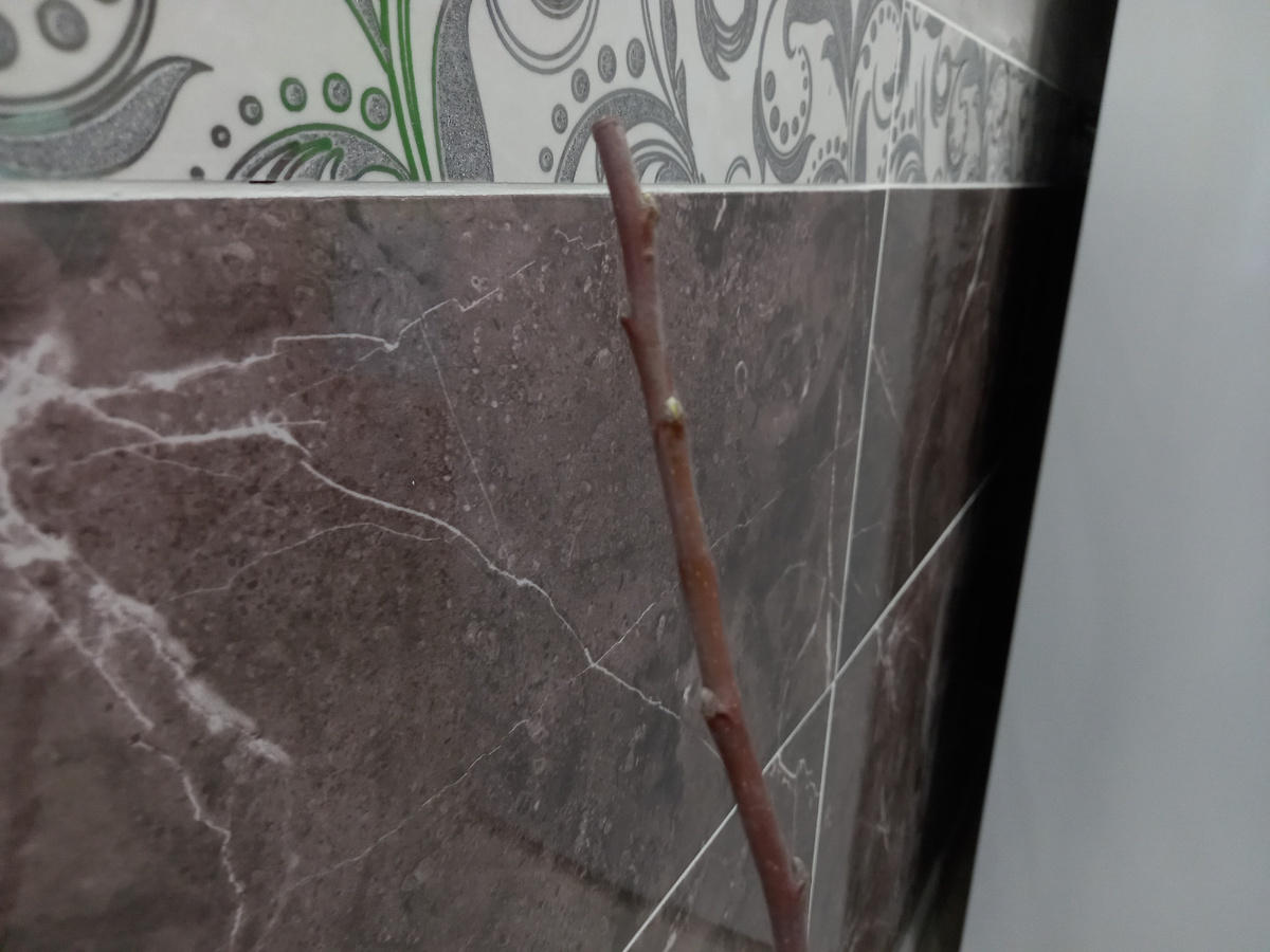 Карликовая яблоня. Вроде живая. Во всяком случае, почки явно начали увеличиваться)).