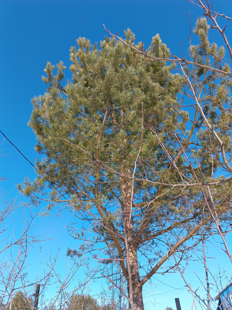 фото автора: сосна на границе с соседкой