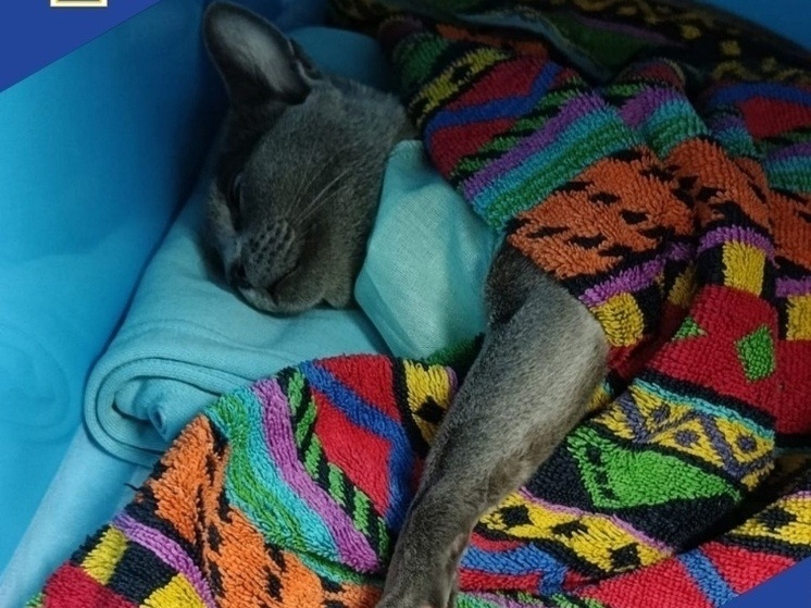     Фото: комитет ветеринарии при правительстве Калужской области