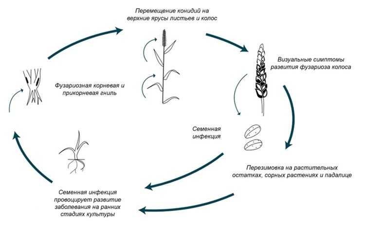 Рисунок 1. Жизненный цикл возбудителей фузариоза колоса.📷    Особенности химической защиты пшеницы от фузариоза колоса
