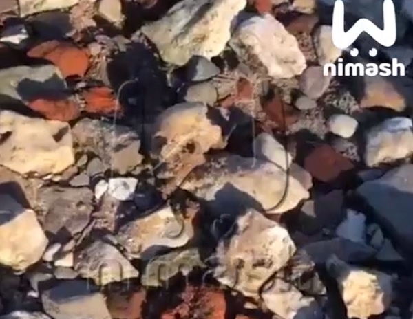    Кости и черепа начали находить в середине марта