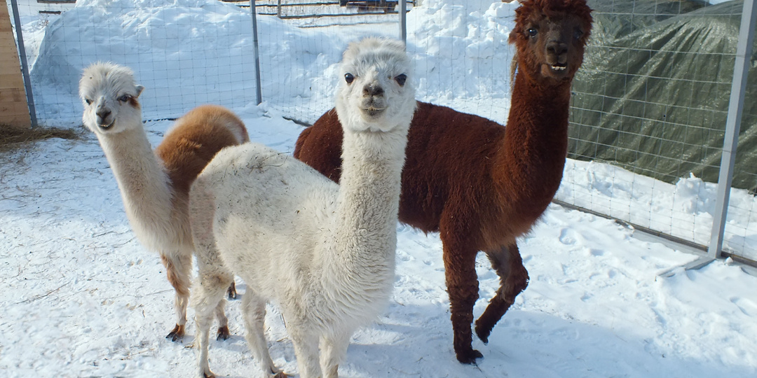 Давайте знакомиться!