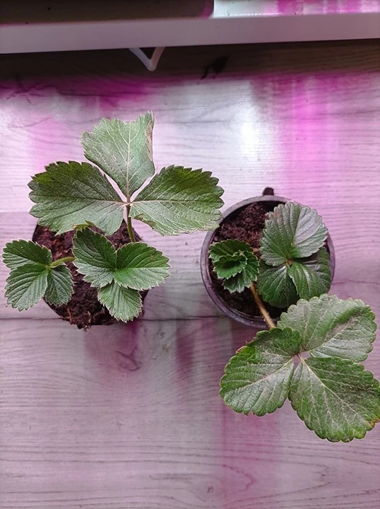 Клубника после пересадки из кассет в стаканчики