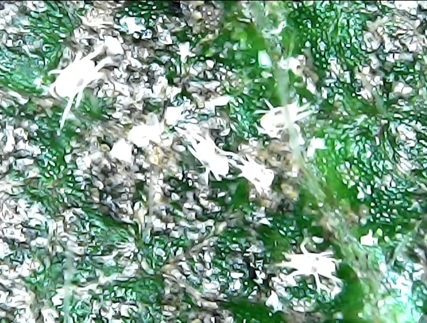 Паутинные клещи на клубнике