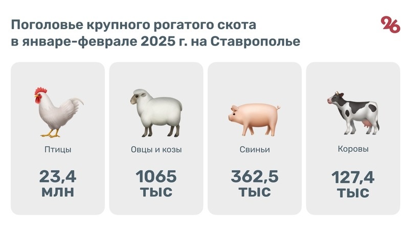    Поголовье скота в Ставропольском крае в январе-феврале 2025 года Фото: Камилла Улубаева / / ИА «Победа26»