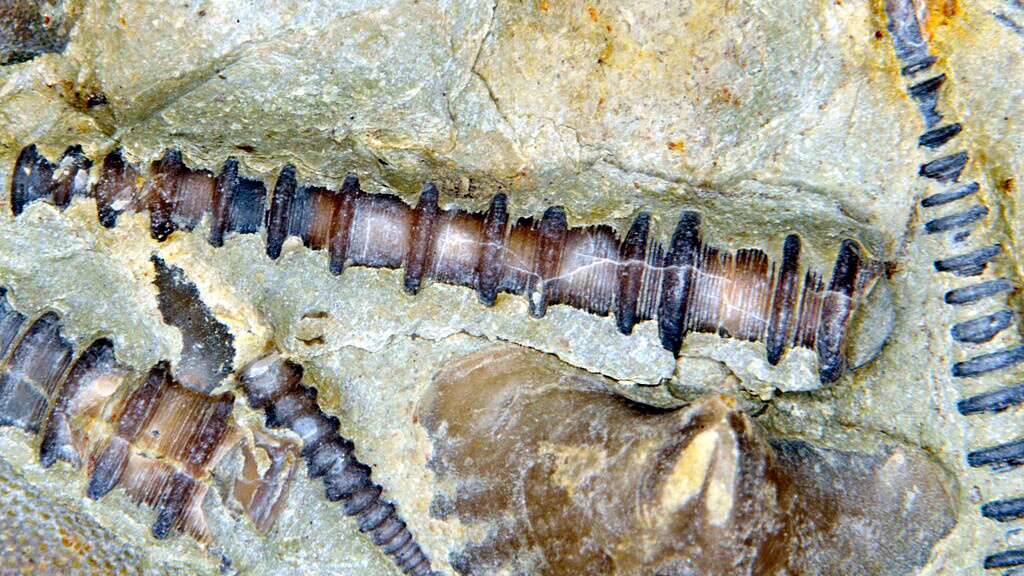 Внешне окаменелости тентакулитов напоминали болты или шушупы.