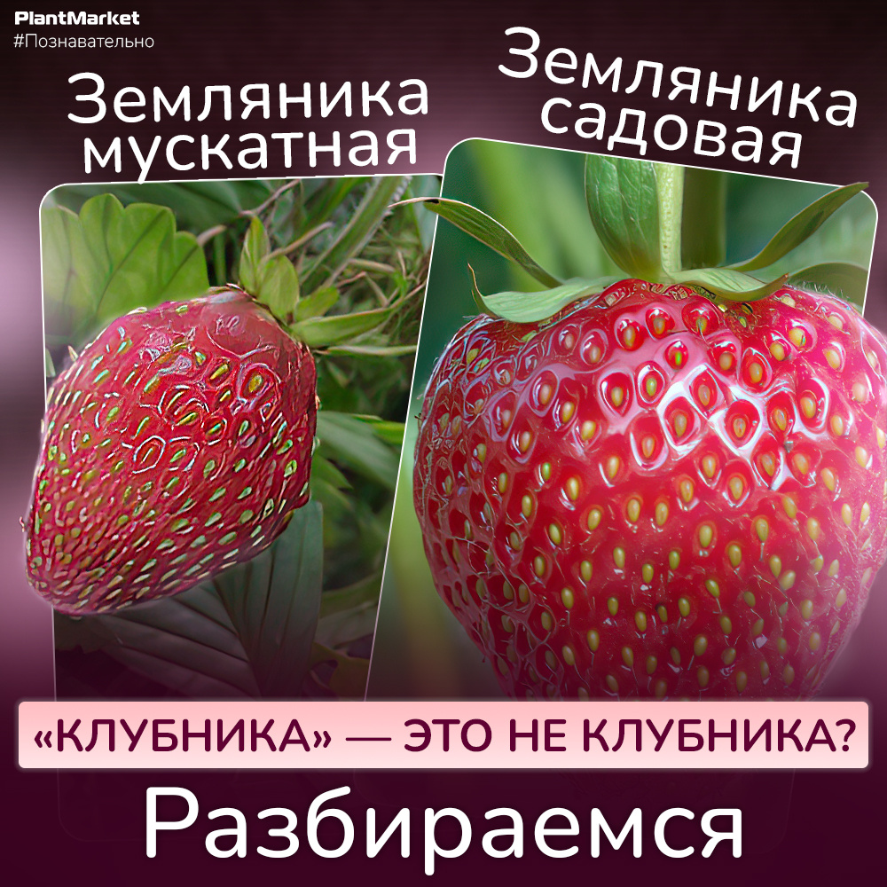 https://t.me/plantmarket_russia/1552