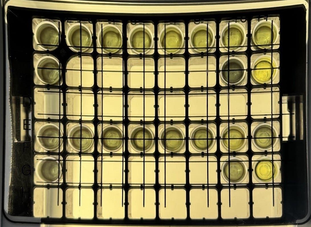 Фото бактериальных культур. Источник: Елена Завьялова
