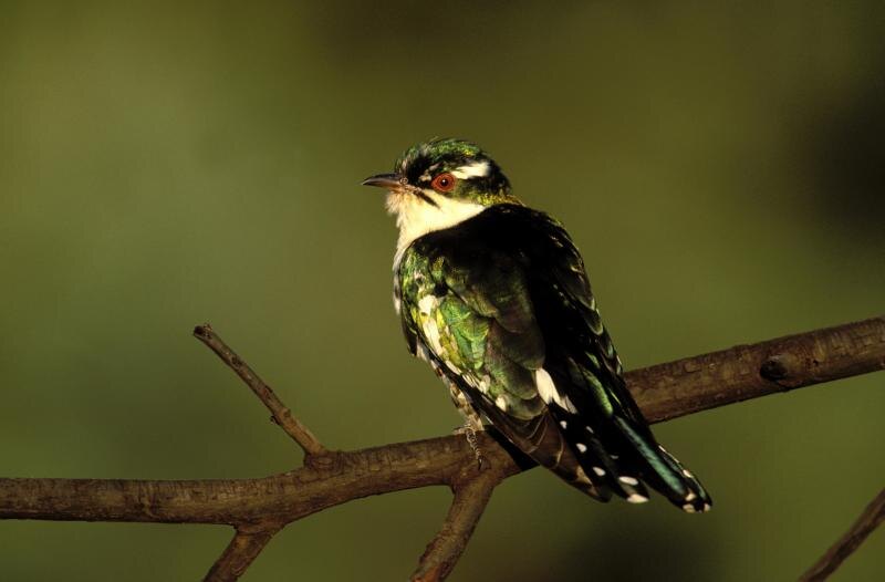    Nigel Dennis/imageBROKER.com/Global Look Press