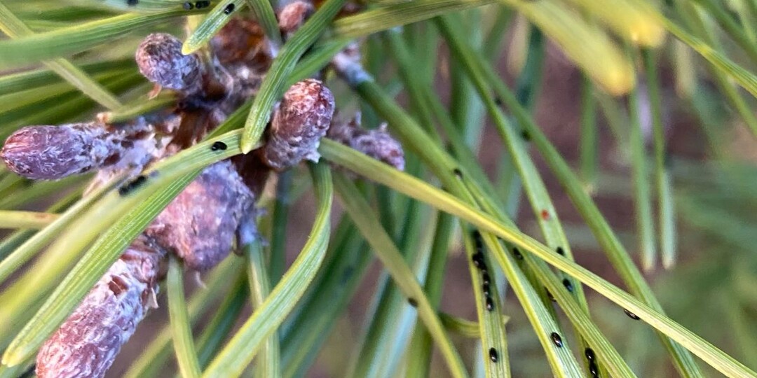 Вредители сосны, что за черные точки на хвое?