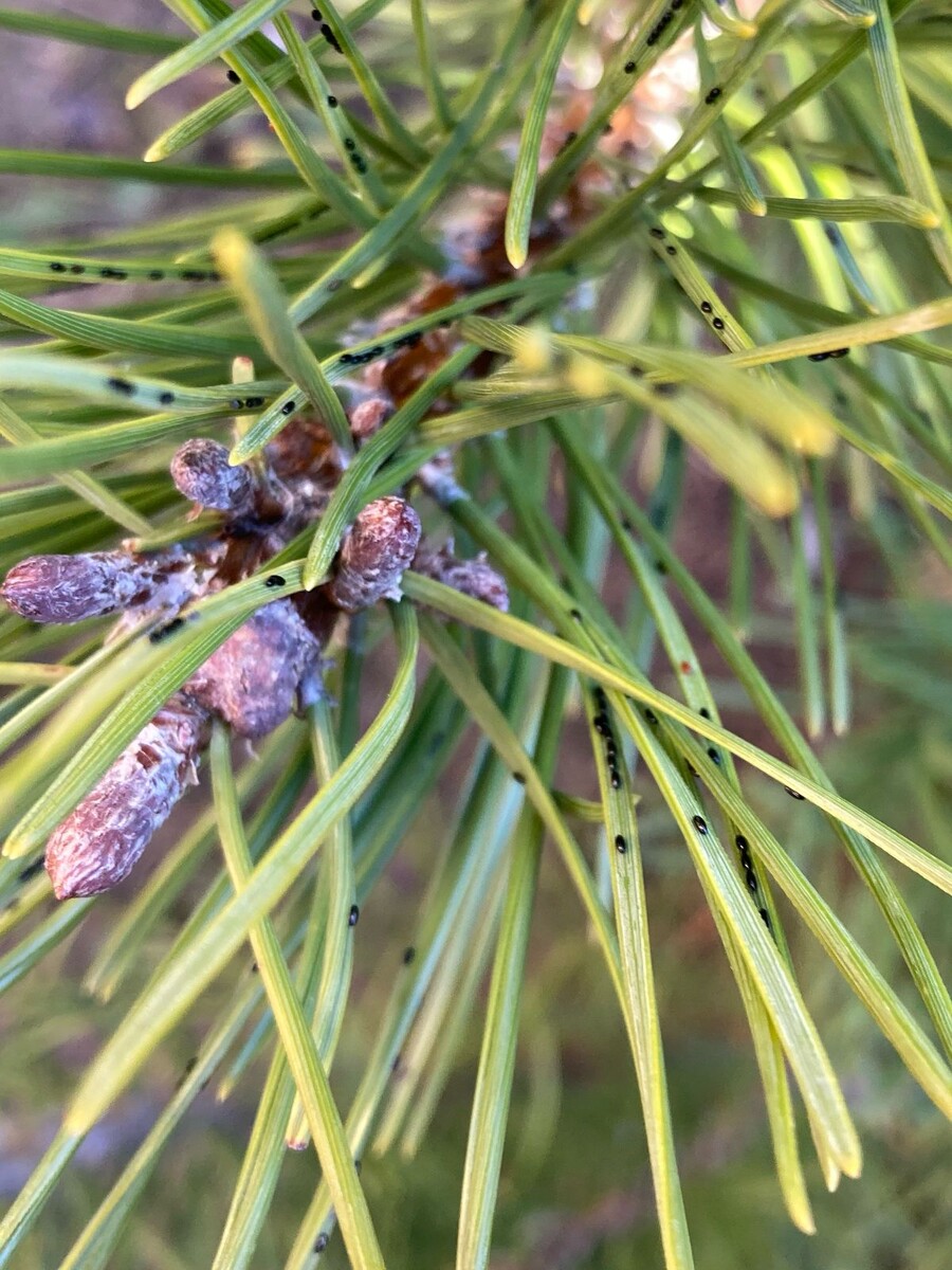 Вредители сосны. Яйца сосновой тли