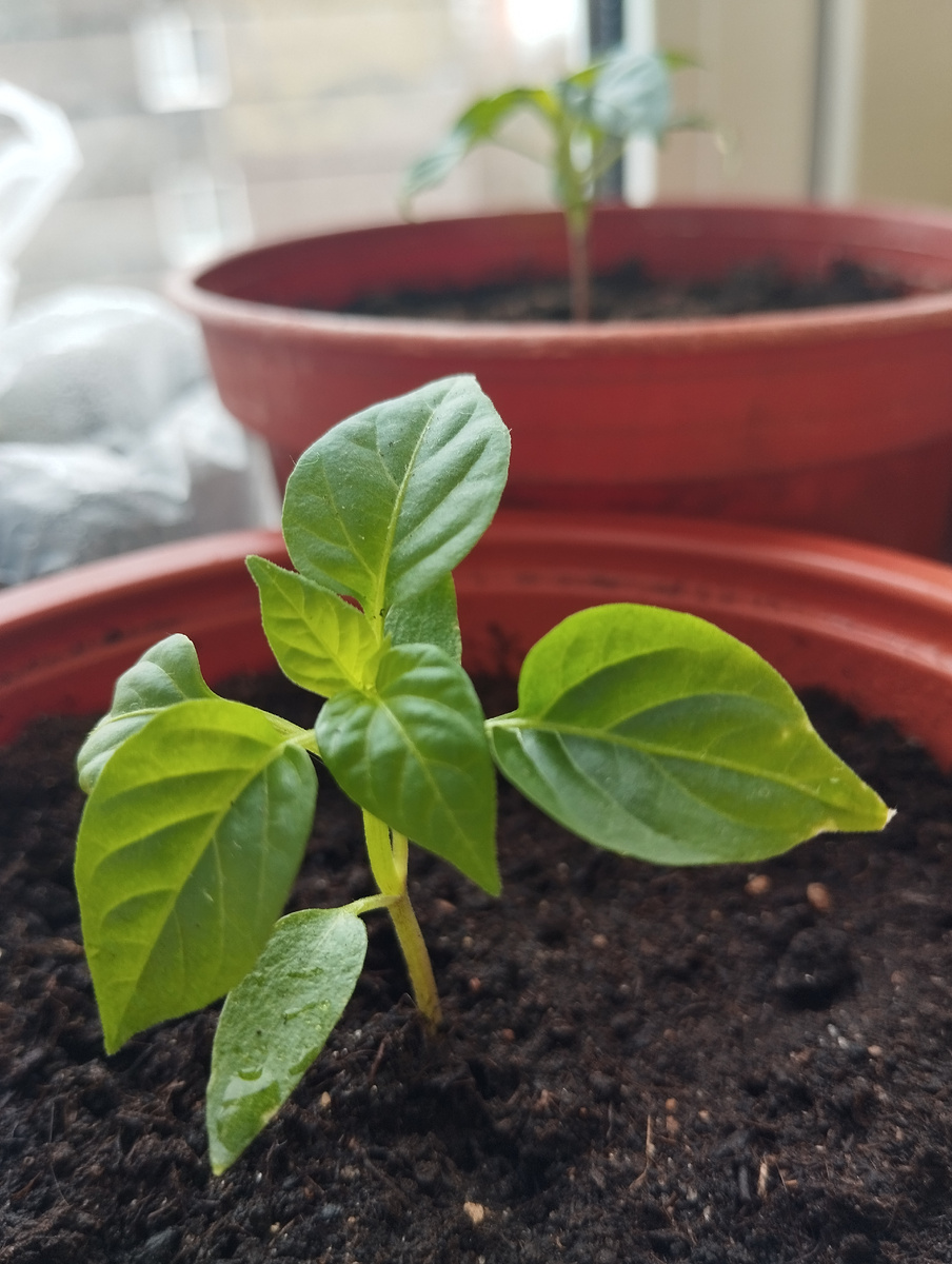 Низкорослый горький перец