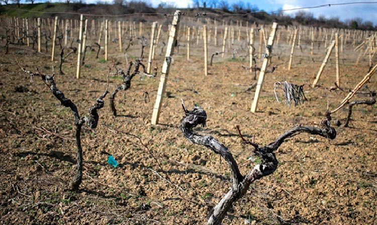 Лоза помёрзла. Фото с сайта https://dzen.ru/a/YT9wwXNn50oUEGf7