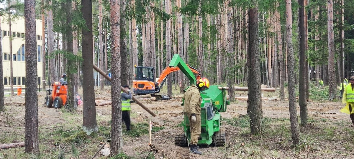 Спил и удаление деревьев 