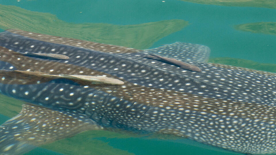 Фото: © www.globallookpress.com/Danita Delimont Stock Photograph/Tui De Roy / DanitaDelimont.com