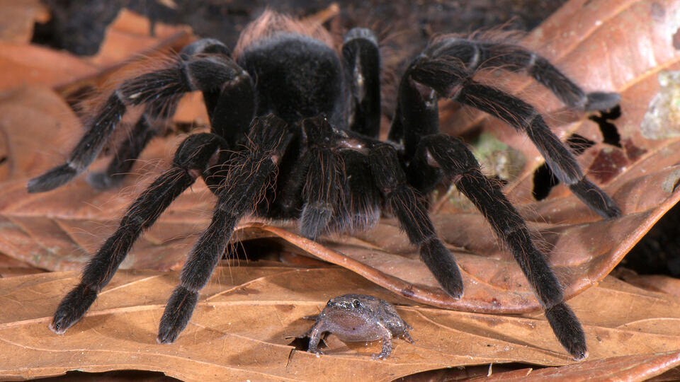 Фото: © www.globallookpress.com/Emanuele Biggi/FLPA