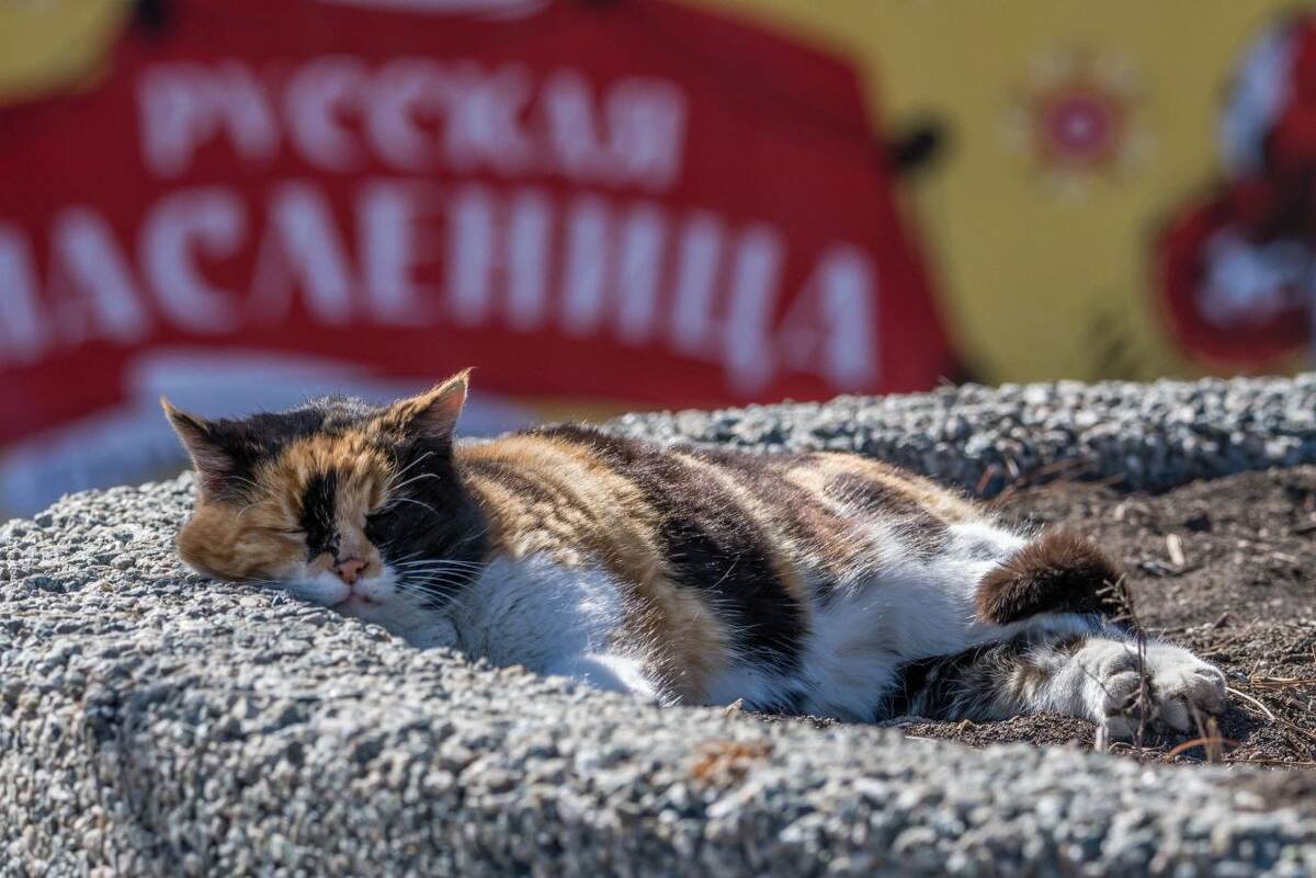 Из серии: Котики Суджукской косы