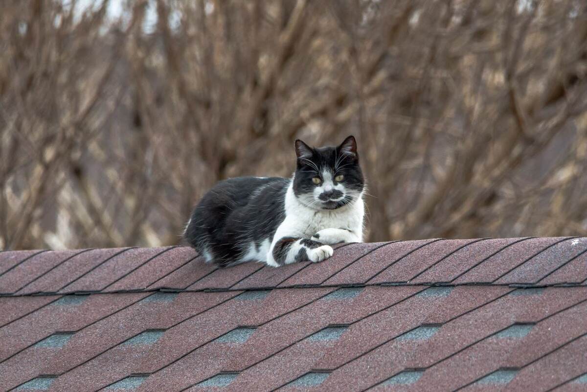 Почти дымчатый