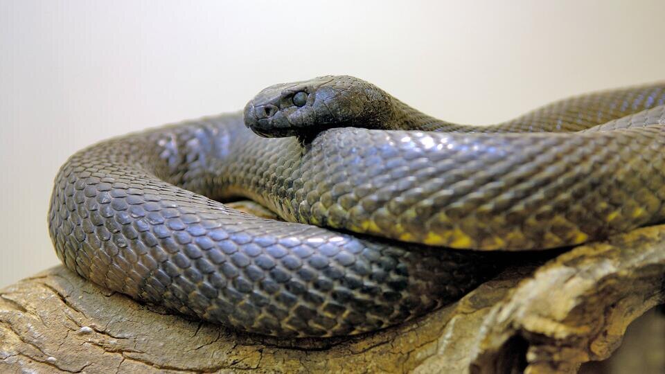 Фото: © www.globallookpress.com/imago stock&people