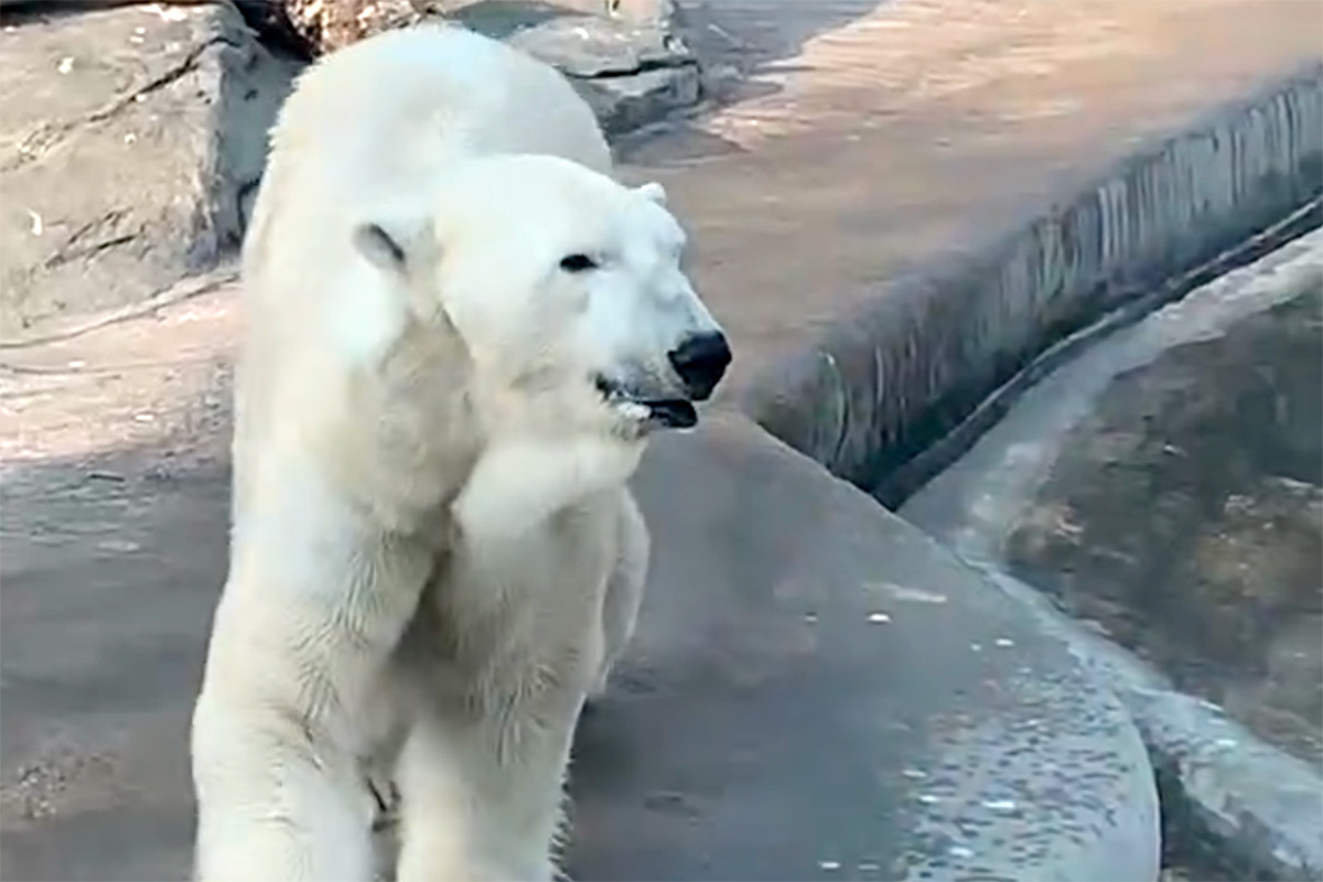 svetlanaakulova1 / Telegram📷Белый медведь Терпей