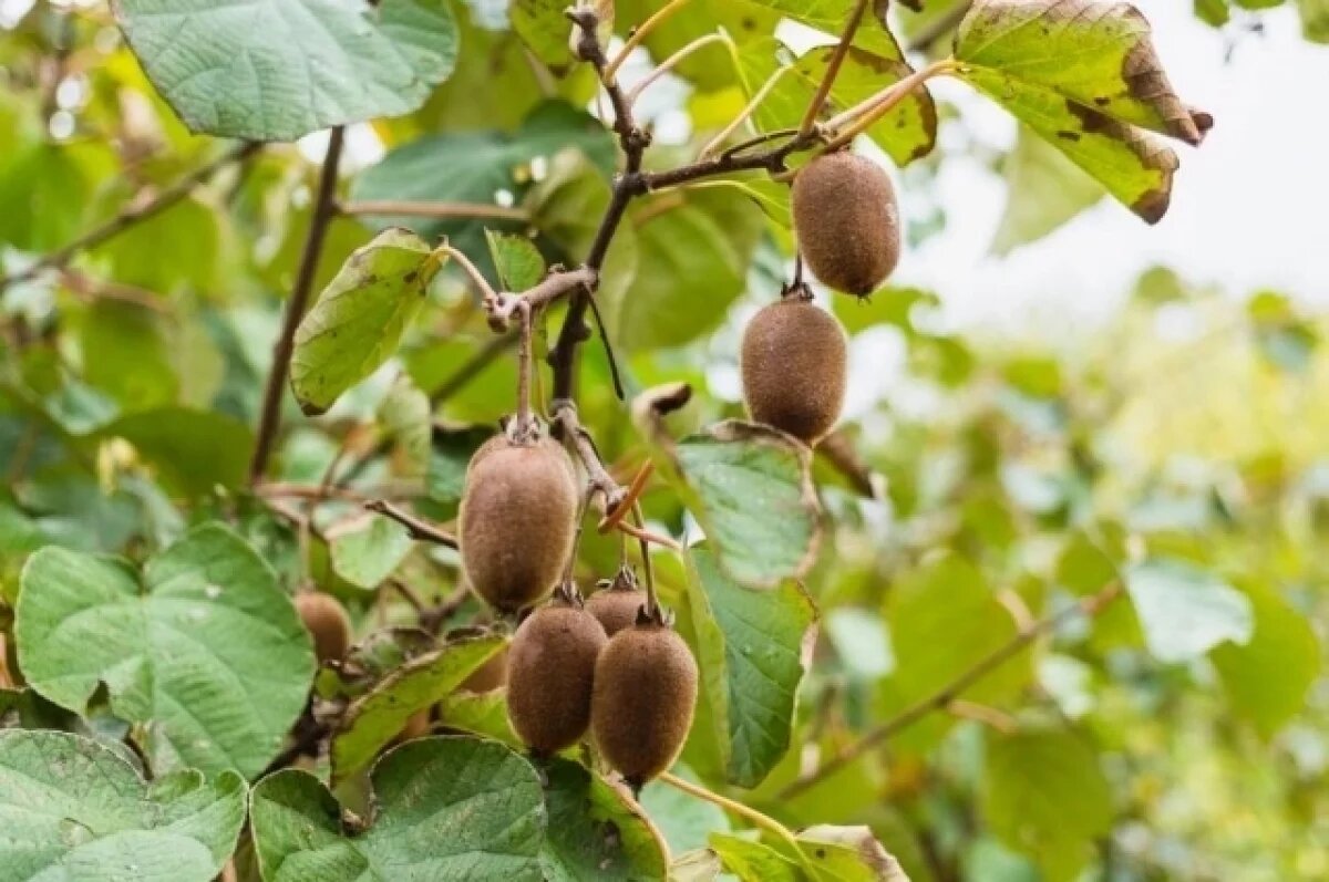    В Дагестане сад киви планируют увеличить до 100 гектаров