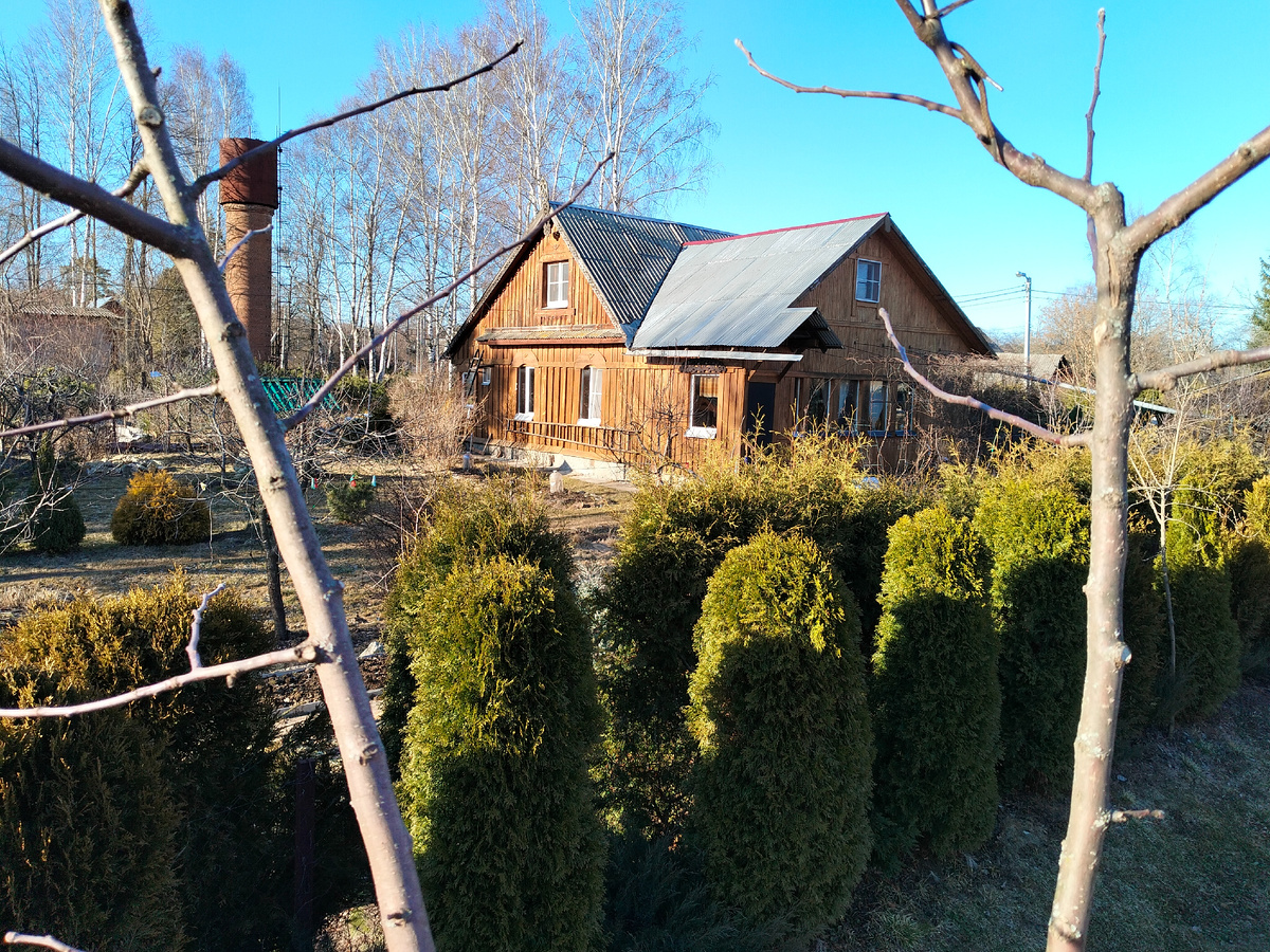 Сижу на макушке моей яблони, прививаю. Фото автора @Маша Генералова 23.03.2025