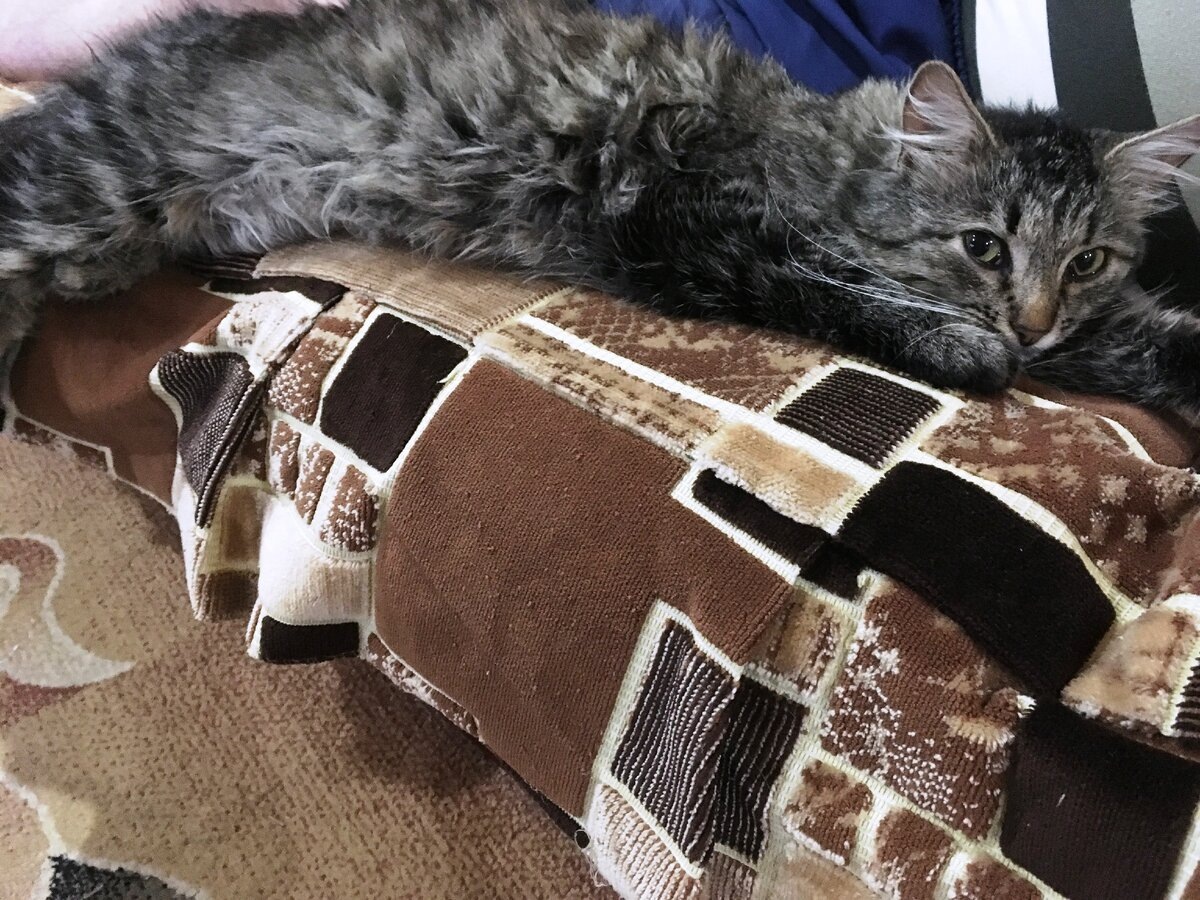 Васька: «Опять фотографируют... А за котлету отругали....»