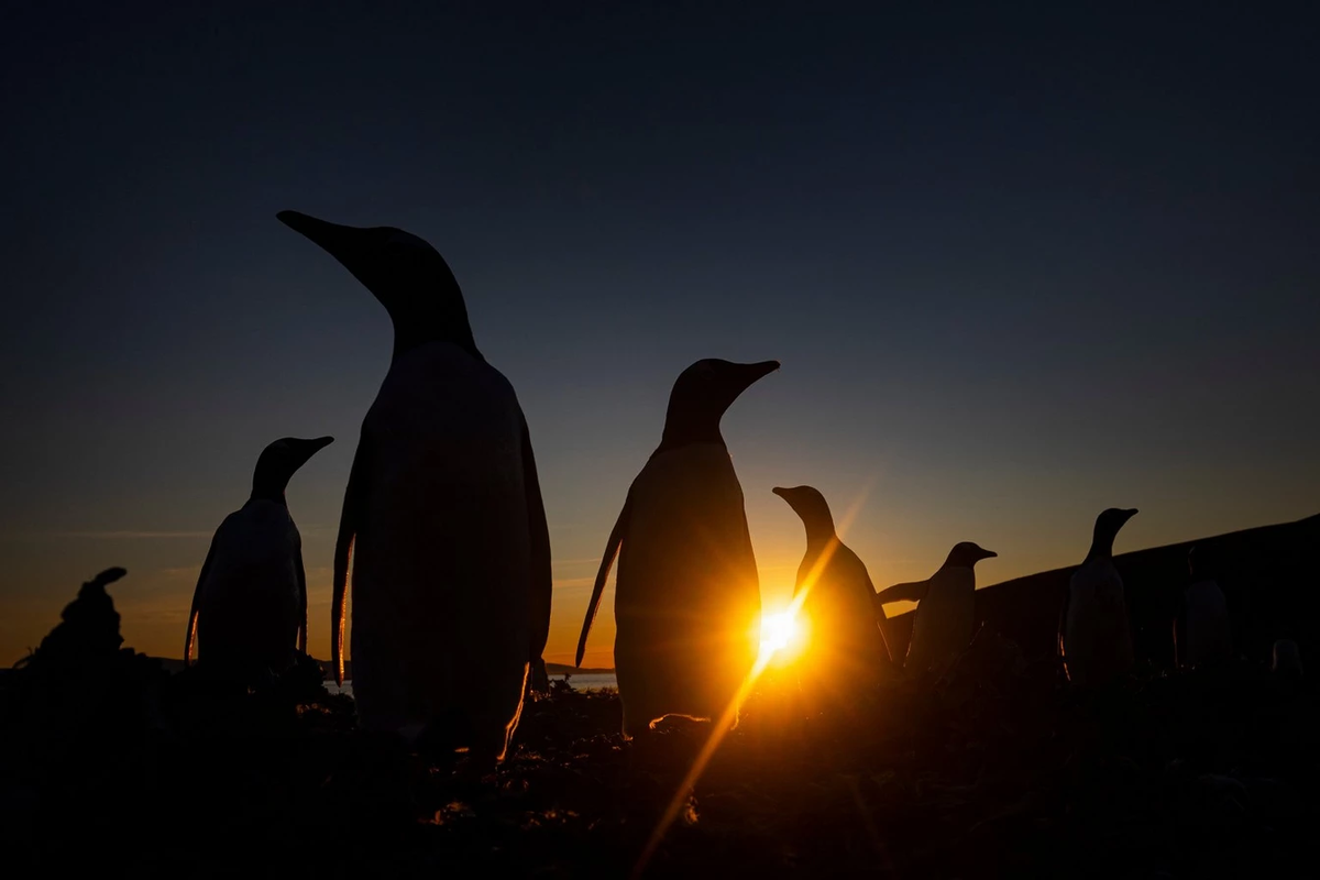 Йонас фокусируется на поиске сильных характеров для своих персонажей – будь то пингвины Генту, подобные тем, что изображены на этом снимке, или определенный вид сов. Снимок сделан на камеру Canon EOS-1D X Mark II с объективом Canon EF 16-35 мм f/4L IS USM при 31 мм, 1/3200 сек., f/10 и ISO 400. © Йонас Классон