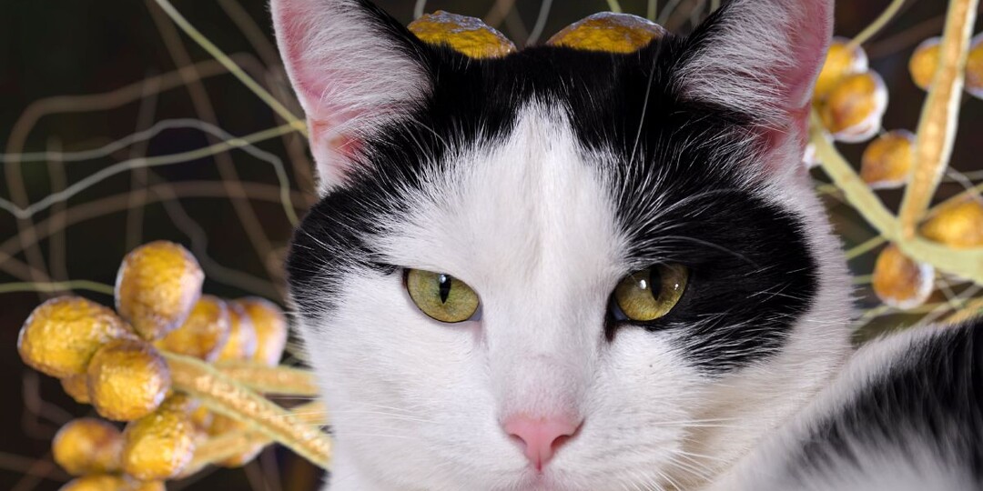 Споротрихоз у кошек: опасный грибок, передающийся человеку через царапины и укусы