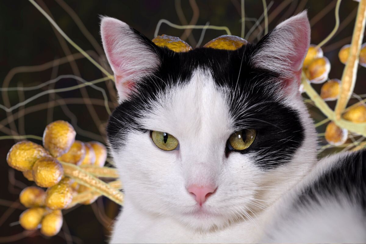 Грибок Sporothrix и кошка: иллюстрация