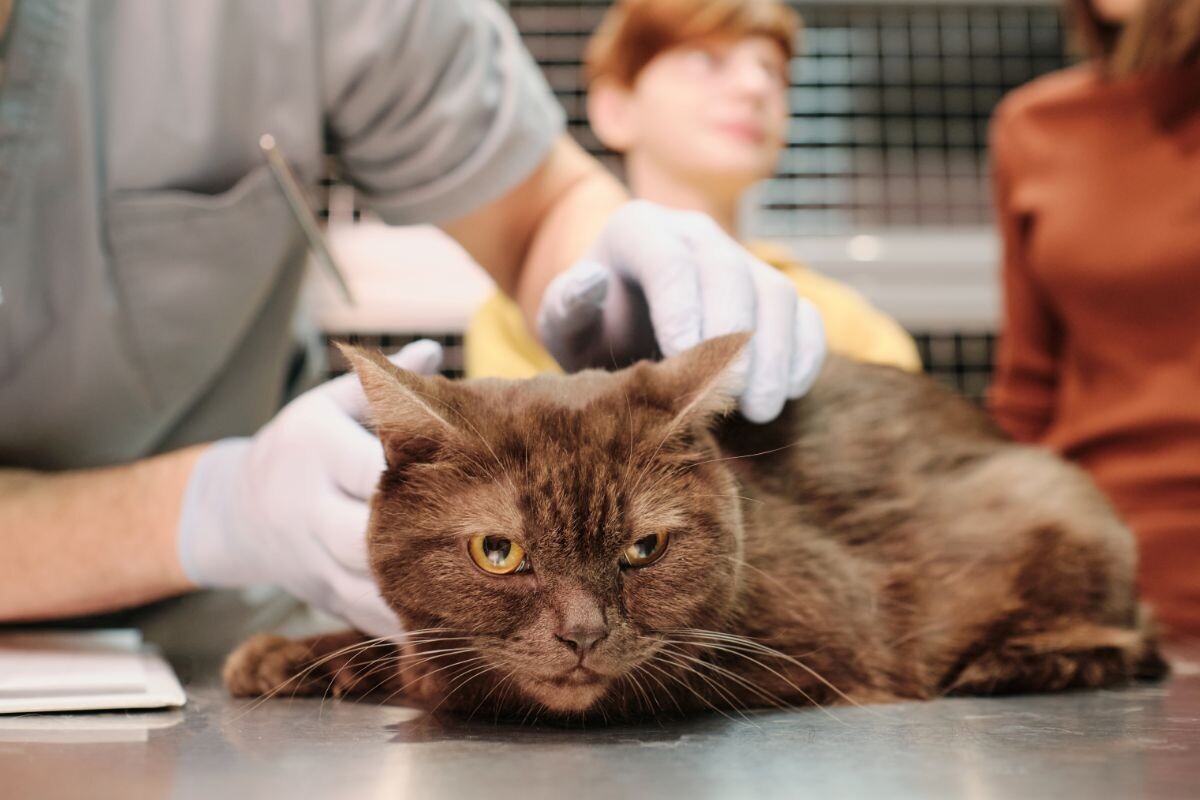 Кот у ветеринара 