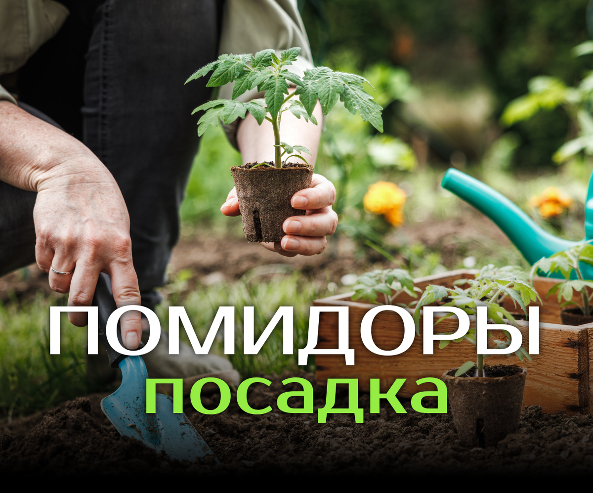 Удобряем лунку для посадки томатов