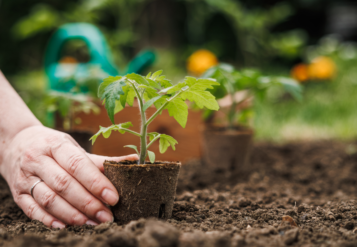 Сажаем помидоры на постоянное место