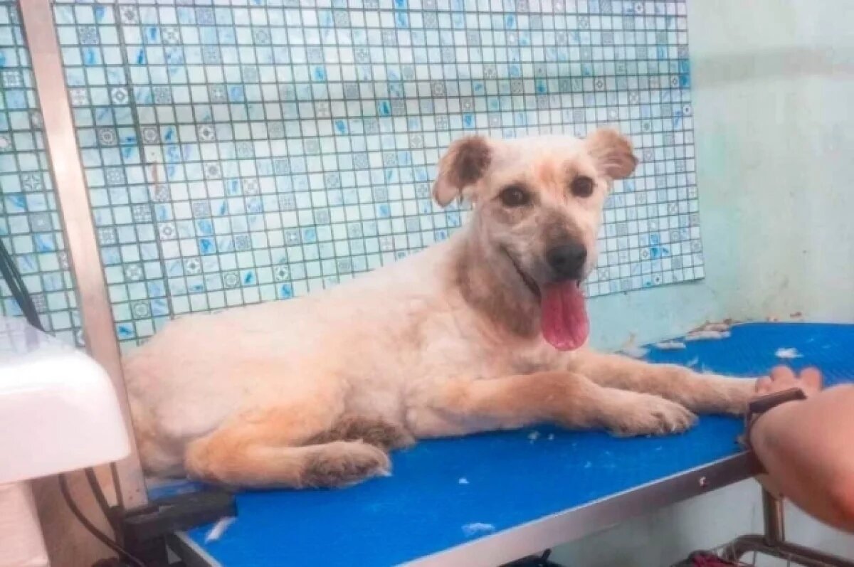    В Оренбурге ведутся поиски белого пса, страдающего эпилепсией