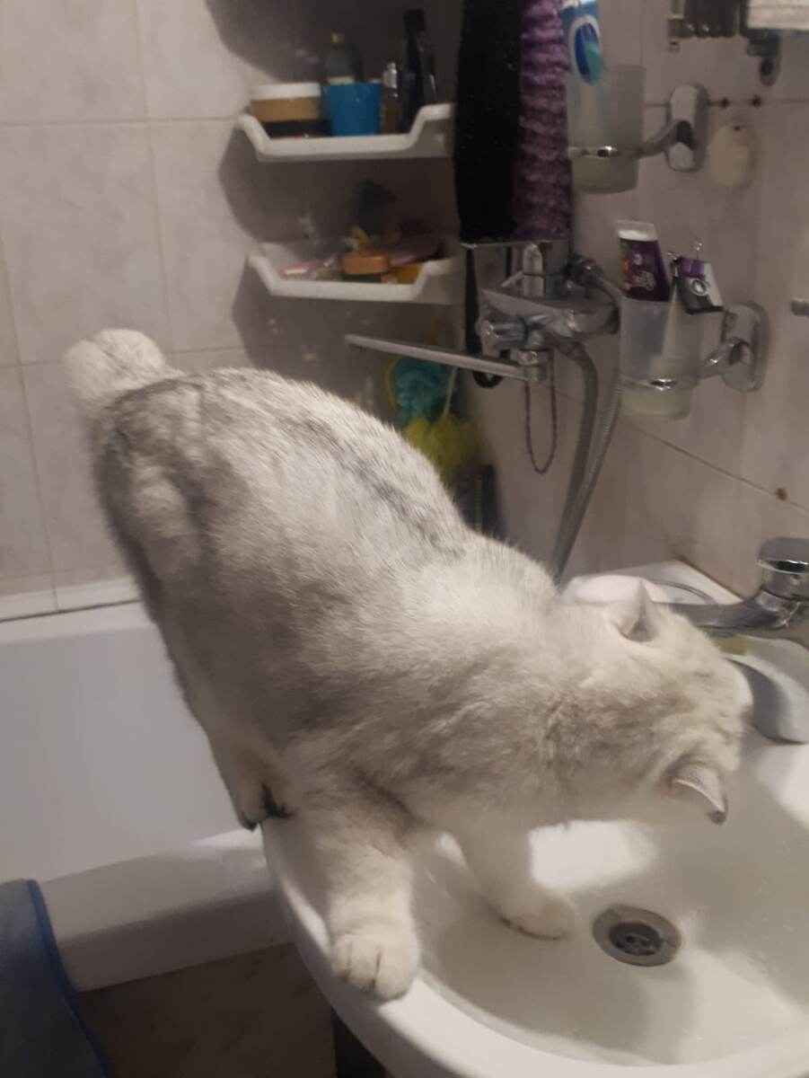 Наш Масик очень любить пить воду из-под крана