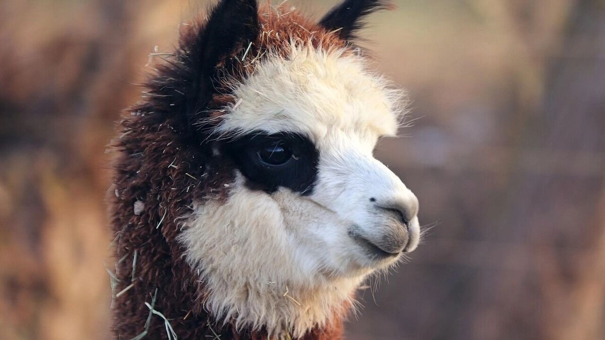     Источник: pixabay.com