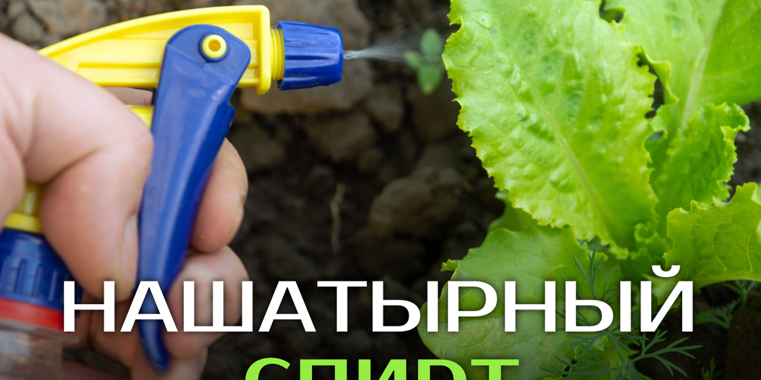 Нашатырный спирт — незаменимый помощник в огороде и саду! ✨