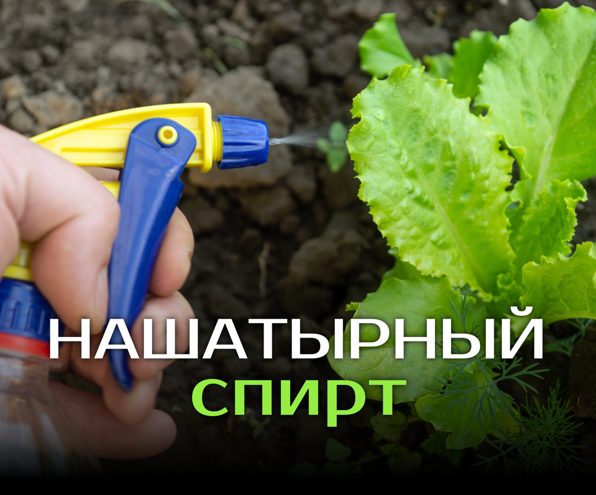 Нашатырный спирт для для растений