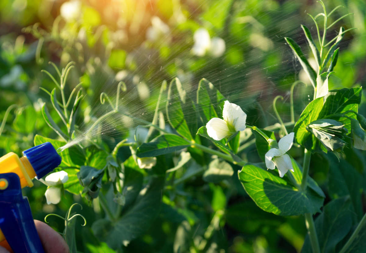 Нашатырный спирт: опрыскивать или поливать?