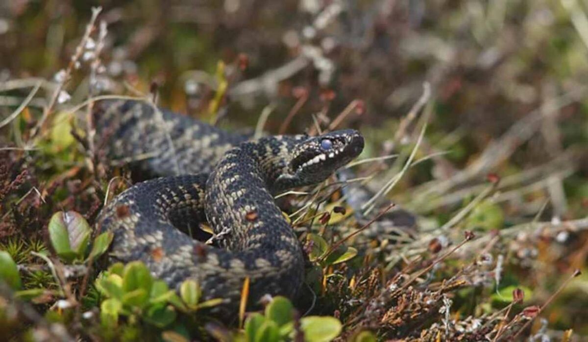     Обыкновенная гадюка. Источник: ria.ru Автор фото: Marek Szczepanek