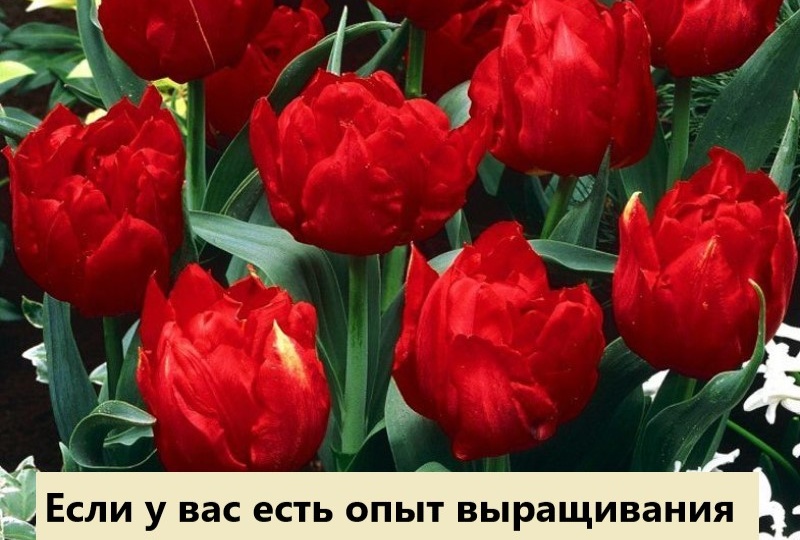 Какие правила для посадки тюльпанов: рекомендации от агронома