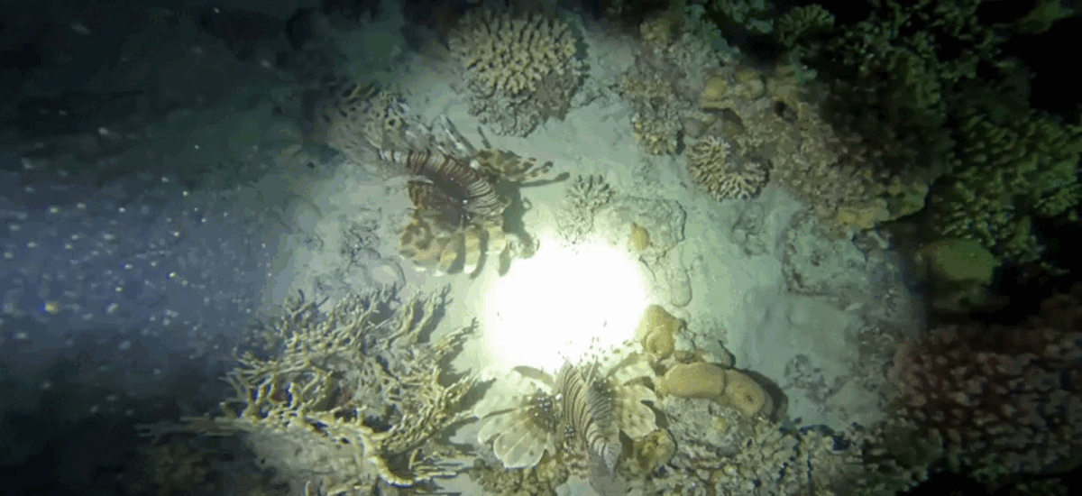 Ночной дайвинг