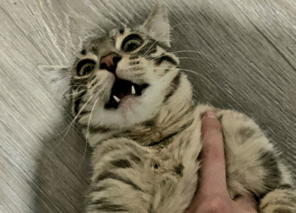 Не трогай меня, кожаный! --->>>