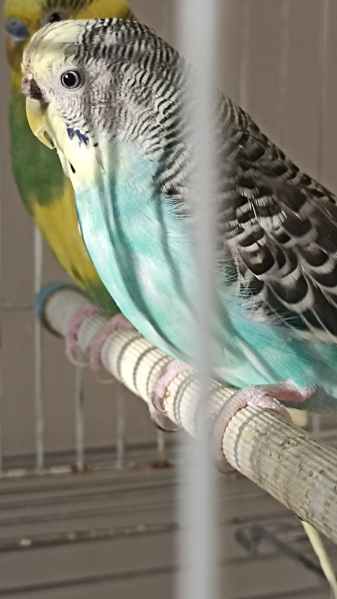 Перья повсюду валяются. 