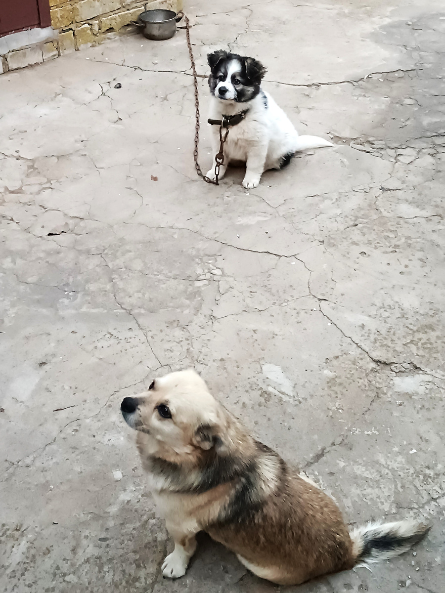 Бимка и Бублик