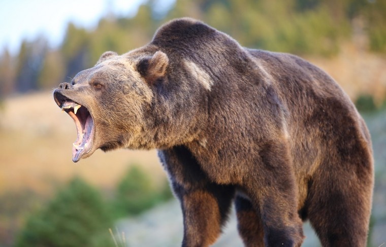    Shutterstock/FOTODOM