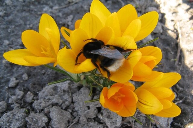    Крокусы. Фото: АиФ/ Денис Терентьев