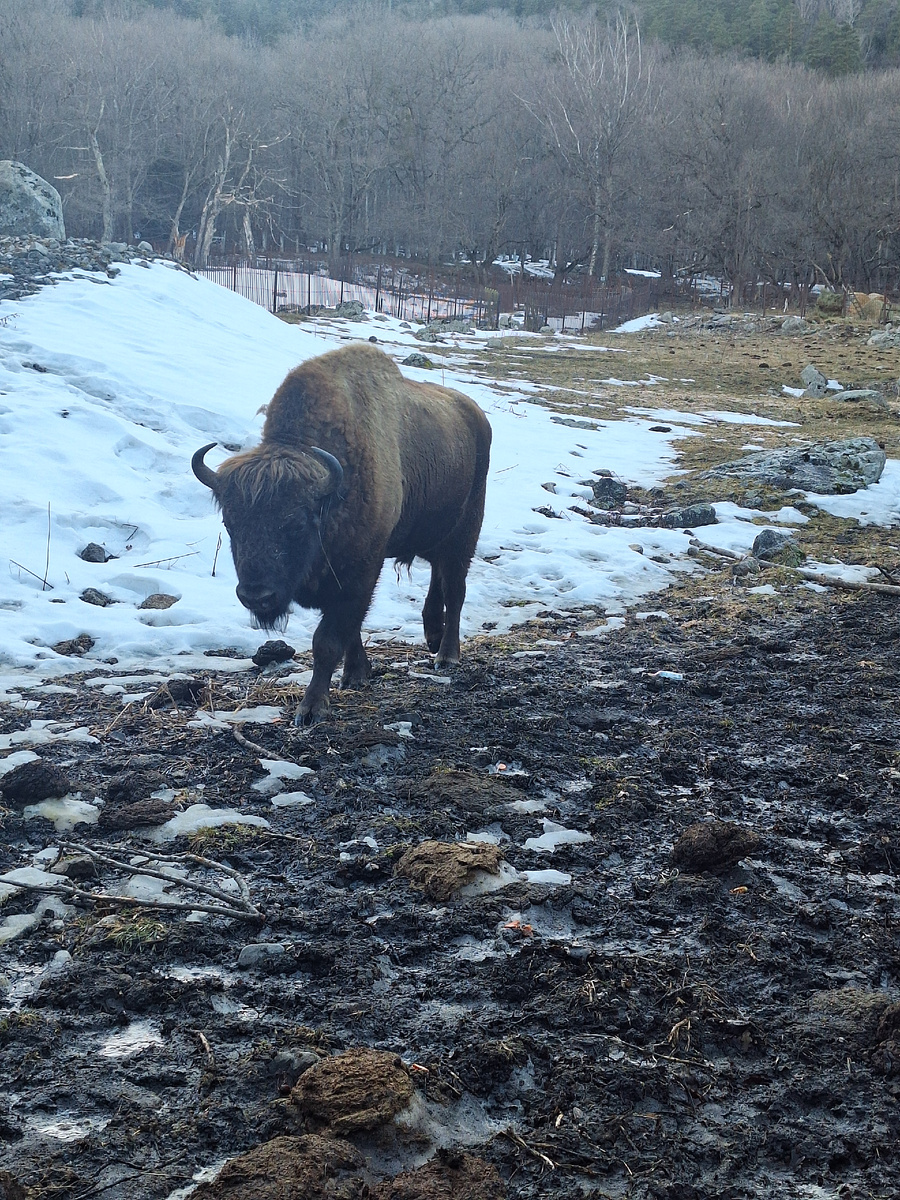 Зубр Домбай
