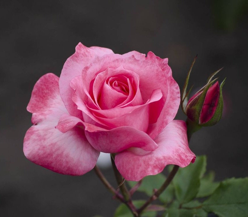 был уних единственный сын